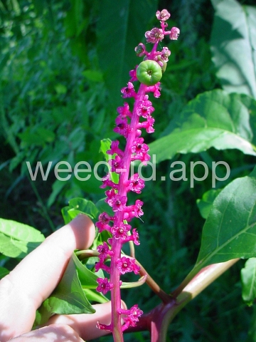 pokeweed, common